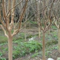 紫薇报价精品紫薇基地直销紫薇