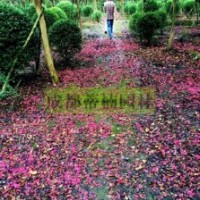 四川紫薇 大红紫薇 紫薇产地
