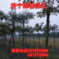 合欢-合欢报价-合欢供应-合欢求购-合欢市场动态-合欢供应商