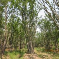 供应30公分移植朴树朴树产地.南京朴树价格