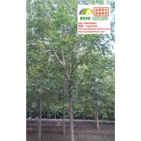 12、13、14、15公分速生白蜡