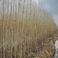 意杨价格10公分精品意杨销售基地