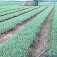 自产自销雪松小苗价格南京当年雪松小苗价格