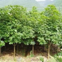 现在10公分七叶树报价