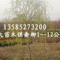大量供应1--15公分垂柳、金丝柳、直柳、馒头柳