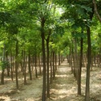 供应：白蜡、国槐、柳树、榆树、法桐、合欢。
