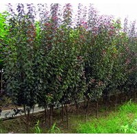 2、3公分西府海棠大量出售、大量低价供应西府海棠