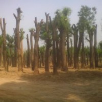 供应各种规格国槐