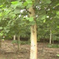 速生法桐移植运输注意事项