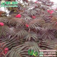 紫叶合欢 彩色变种 花日开夜合 十分新奇 紫叶合欢小苗供应|江西