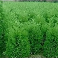 河南桧价格_河南桧小苗