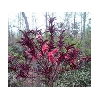 石家庄佳霖苗木基地供应碧桃 玉兰 雪松 油松 樱花 西府海棠 金叶