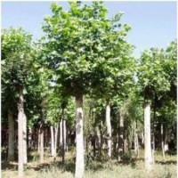 山东济宁1公分法桐小苗法桐价格行情