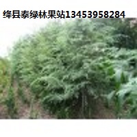 供应优质雪松 雪松价格 厂家批发