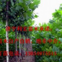 处理山东济宁6公分全冠法桐法桐价格表