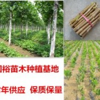 出售1|2|6公分优质法桐小苗|造型法桐安徽合肥最新价格表