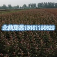 开花绚丽的1米高北美海棠苗2014年秋季大量供应