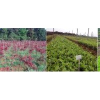 供应大量茶花枝条