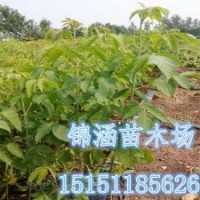 抗粉尘的行道树苗1.2米高复叶槭苗江苏复叶槭苗价格