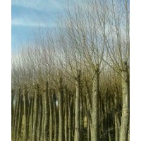 陕西榆林出售胸径5公分6厘米7公分8公分9公分12公分15公分以上旱