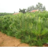 油松出售、80公分以上油松大量低价供应