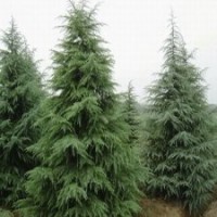 河南万汇实业供应雪松 黑松