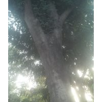 皂角法桐国槐白蜡垂柳