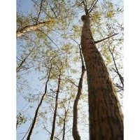 10公分柳树价格