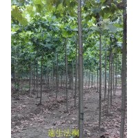 专供8公分速生法桐 8公分法桐价格 山东济宁法桐 泰安法桐 河北法