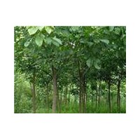 今年8公分10公分重阳木报价重阳木基地