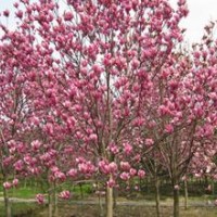 供应红玉兰小苗基地价格对您直销