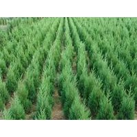 供应各种规格蜀桧.1.5米蜀桧价格.2米蜀桧价格