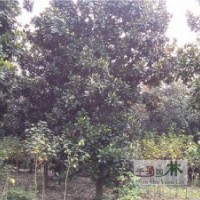 贵州广玉兰供应，广玉兰工程苗，广玉兰高速路绿化