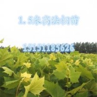 江苏1米高扦插法桐苗法桐苗移植最佳时间