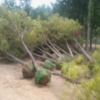 供全冠土球法桐，白蜡，太阳李，垂柳，臭椿，毛白杨，丝棉木