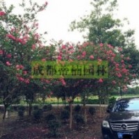 成都紫薇 四川紫薇 大红紫薇价格