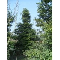 桢楠 小叶桢楠价格 桢楠产地