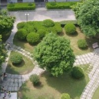 美国红枫价格，意杨价格，马褂木价格