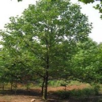 南京是马褂木树苗购买首选地20公分马褂木苗圃苗.马褂木价格