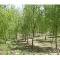 垂柳基地 垂柳价格 5公分垂柳价格 15公分垂柳价格