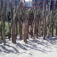 对节白蜡下山苗 对节白蜡下山桩 裸根对节白蜡下山桩