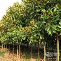 湖北广玉兰 价格 行情 资讯 小苗荆门广玉兰 精品广玉兰