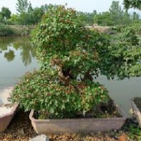 移栽三角枫湖北三角枫 三角枫价格 全冠三角枫