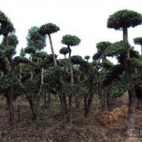 湖北刺冬青 刺冬青造型树 武汉刺冬青 湖南刺冬青