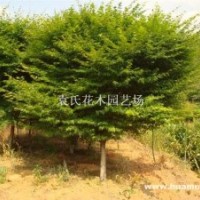 供应6-12公分鸡爪槭，树型佳