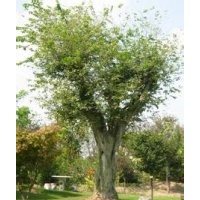 朴树报价15公分急售移植精品朴树