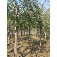 供应国槐、白蜡、法桐、毛白杨、金叶榆、柳树