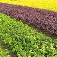 供应多种果树苗木，占地苗，工程苗木