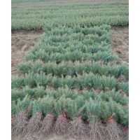 自产自销30.40.50.60.80公分高度雪松小苗价格
