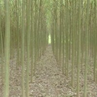 苗圃直销4公分5公分6公分黄皮垂柳价格